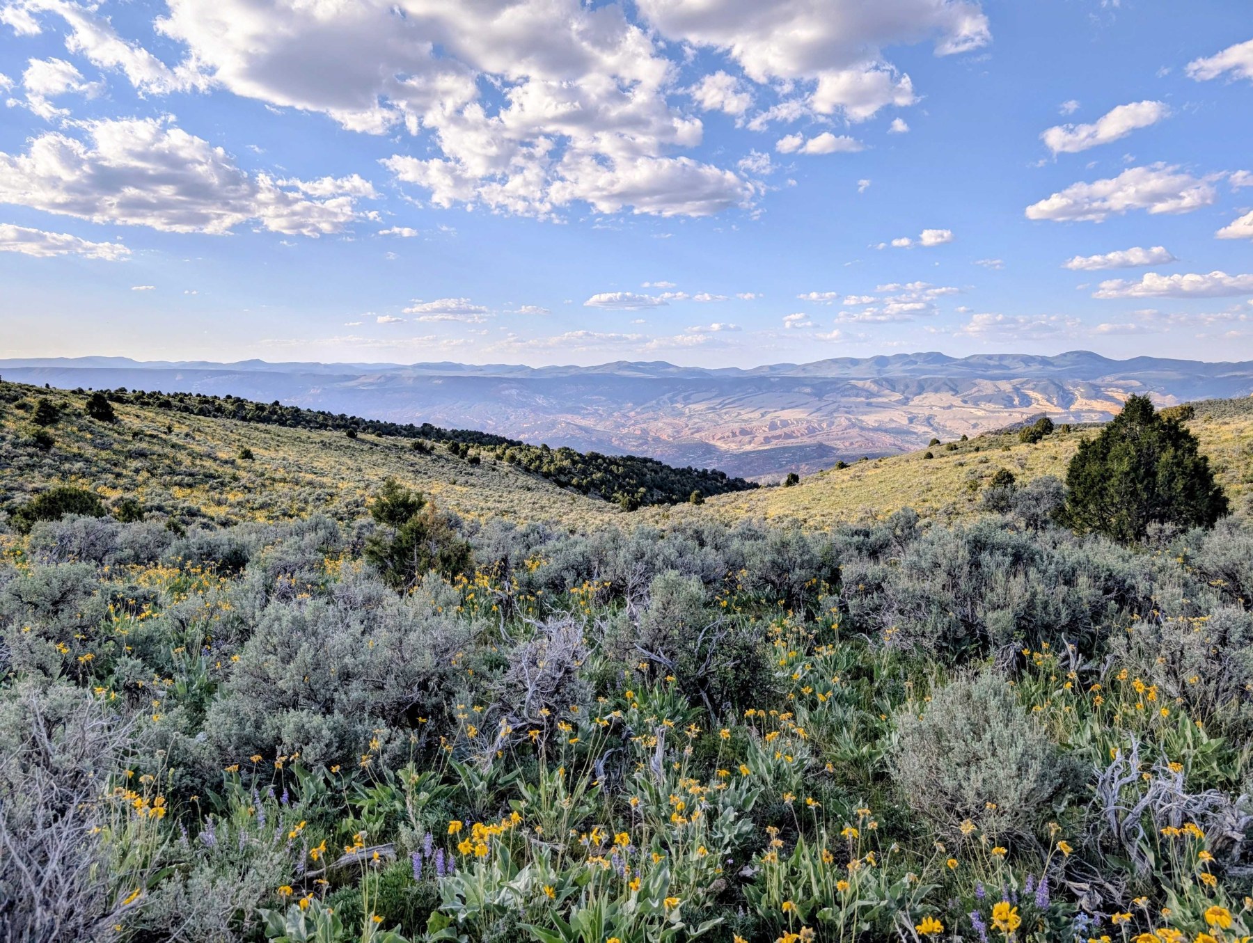 The wildflowers were in full bloom along the trail