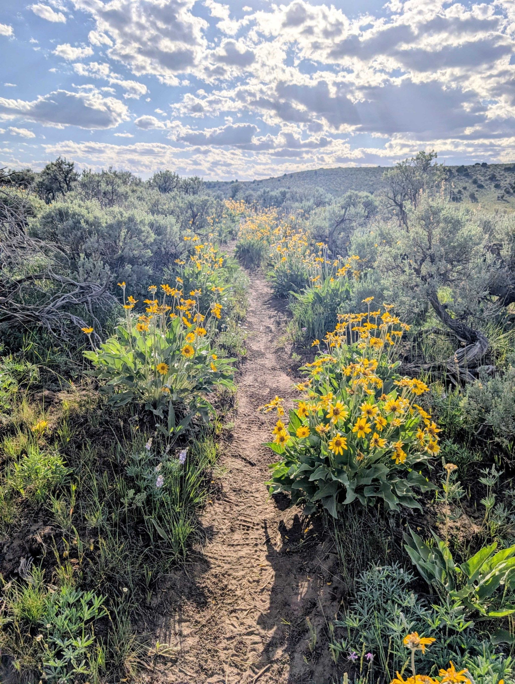 The trail was narrow in many spots and often hard to follow