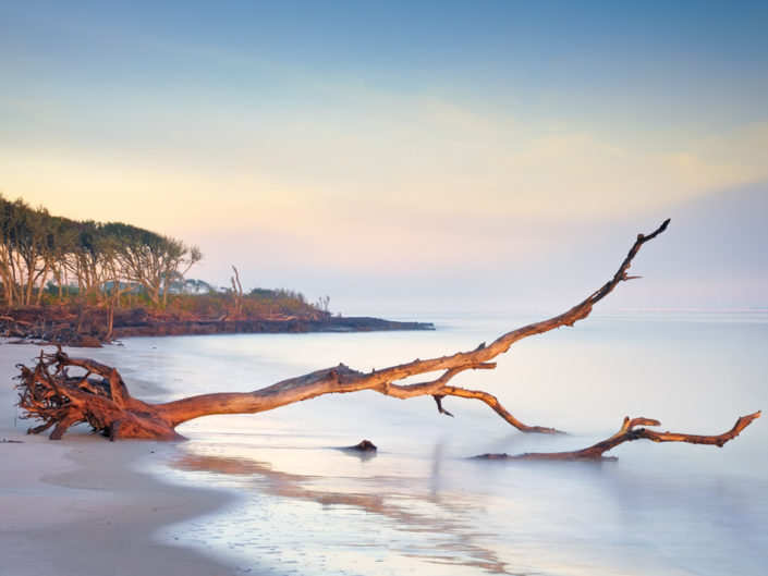 Florida Landscape