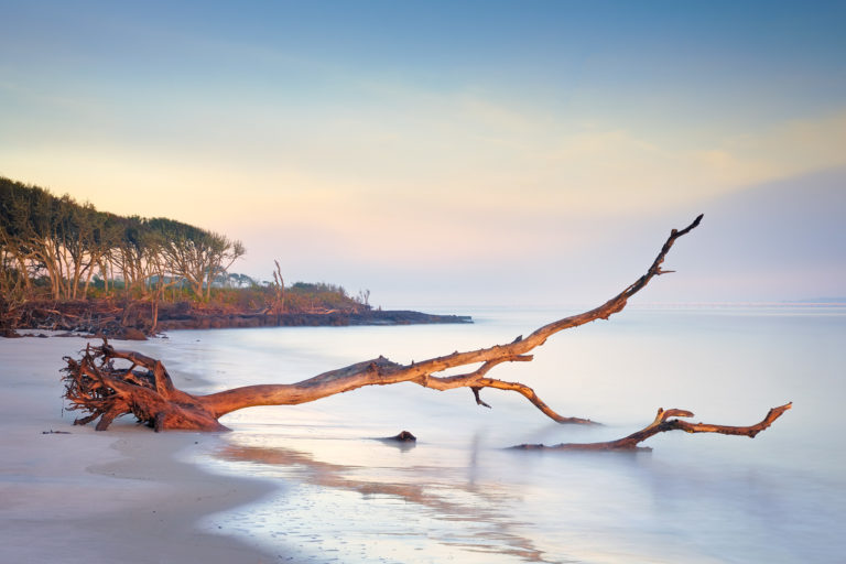 Driftwood on a beach in northeast Florida on a foggy morning